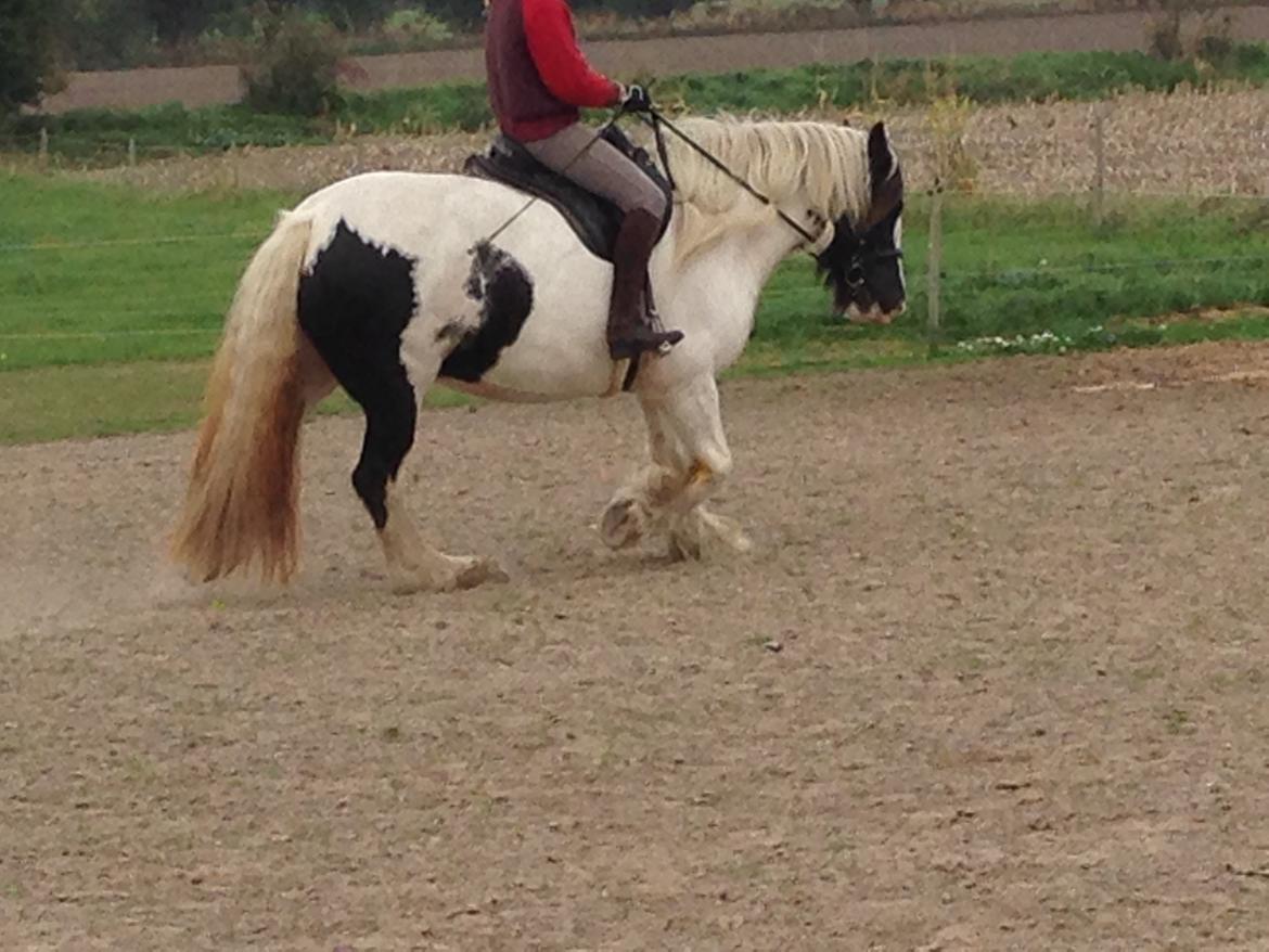 Irish Cob Romanys Agata billede 7