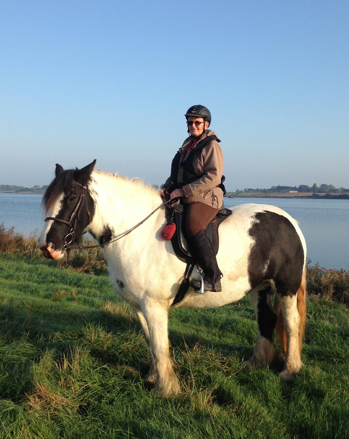 Irish Cob Romanys Agata billede 2