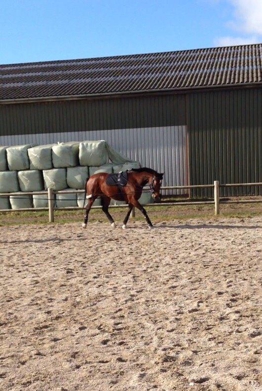 Anden særlig race Stald sofiedahl s ariel z billede 12