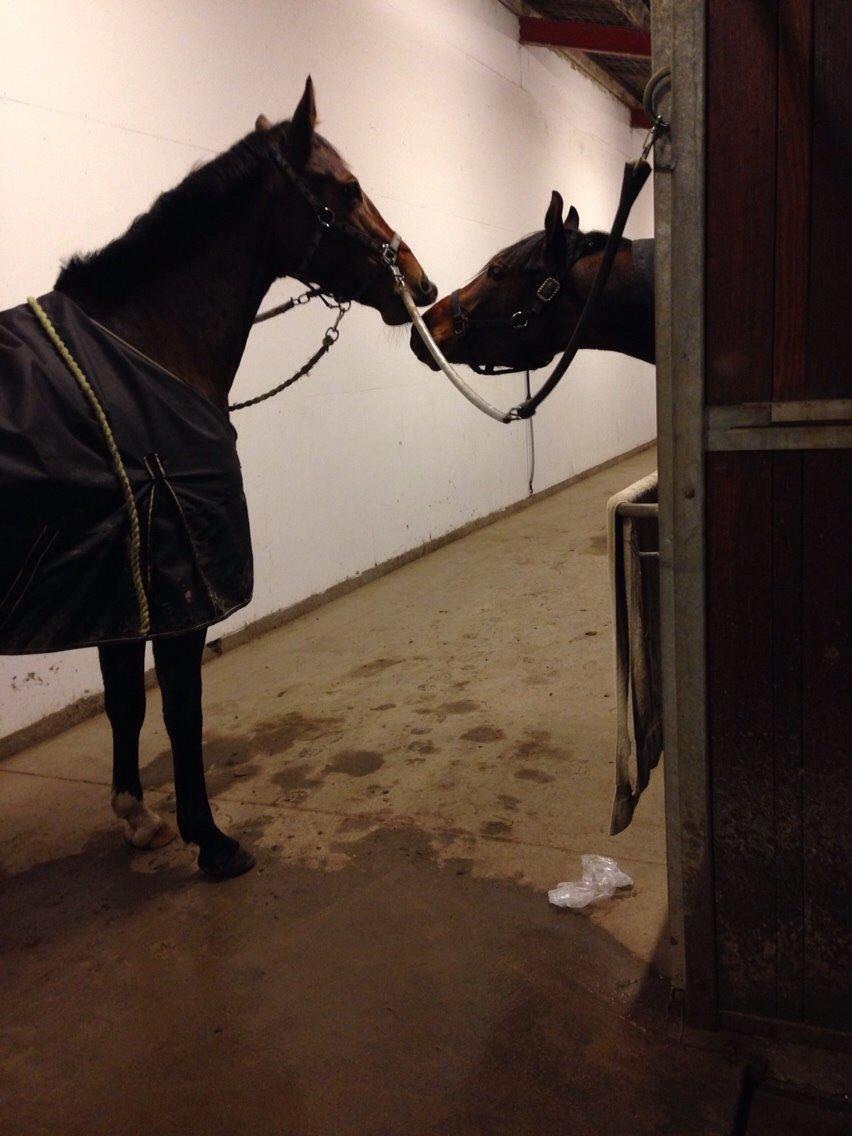 Anden særlig race Stald sofiedahl s ariel z billede 13