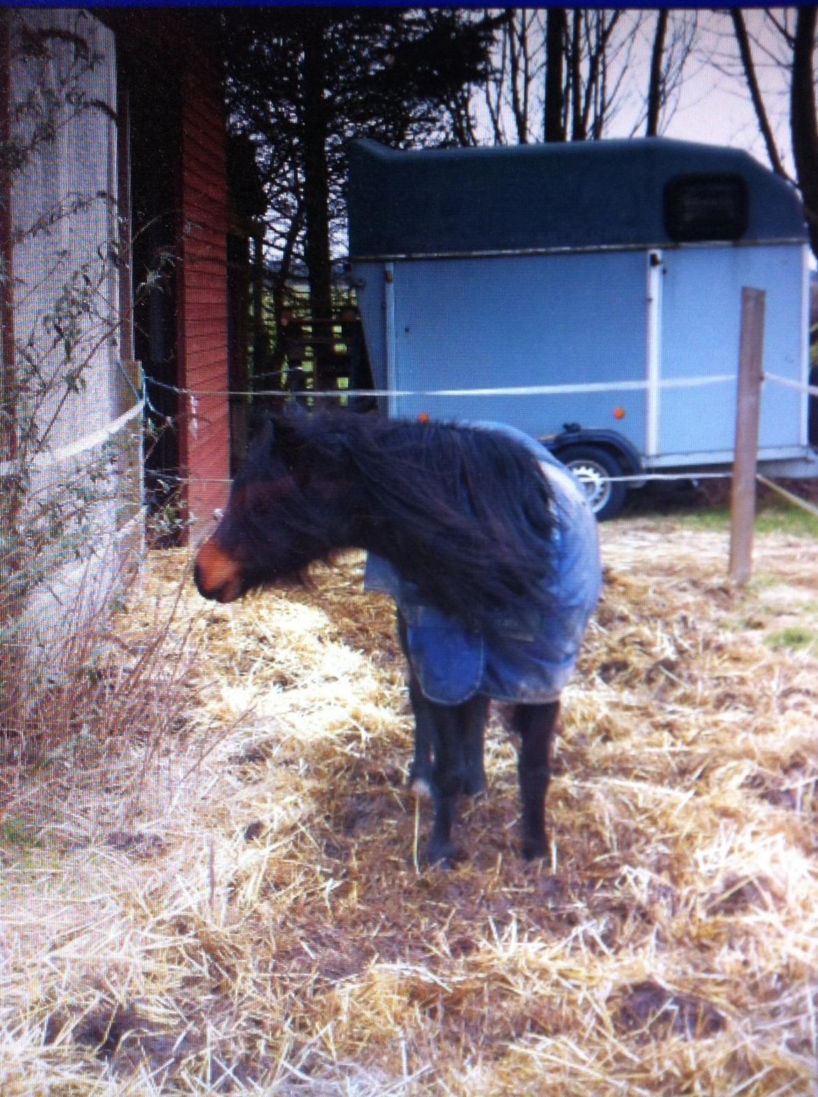 Welsh Partbred (Sec F) BW´s Mia Maja billede 17