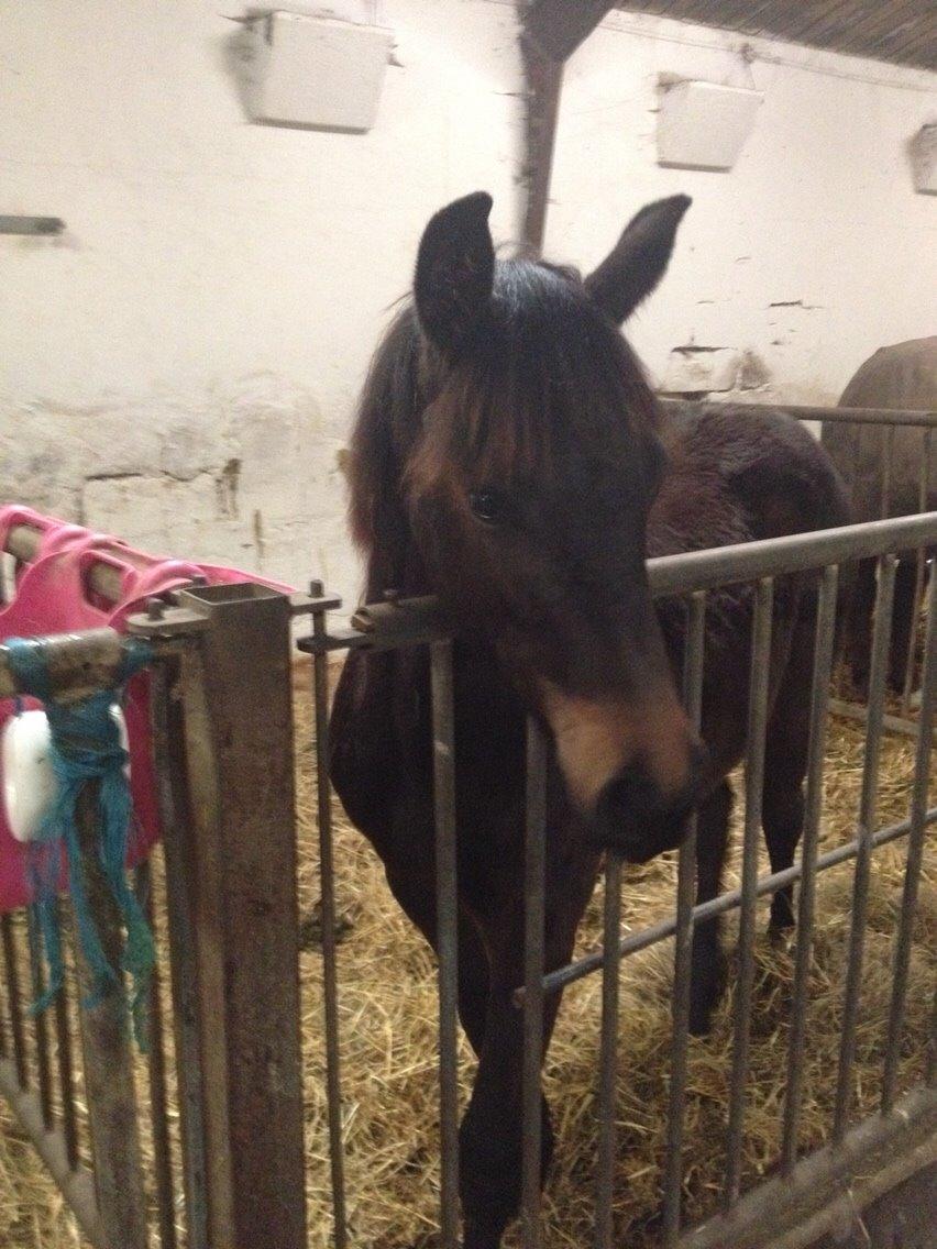Anden særlig race Elmegårds Santana billede 29
