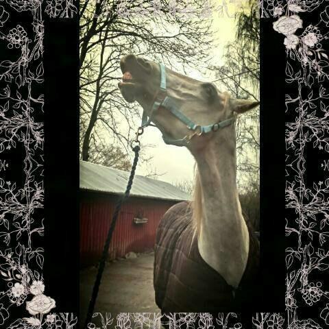 Shagya Araber (SH) Butterhills Khandiz (ejer) - her kan I se hende smille til verden billede 18