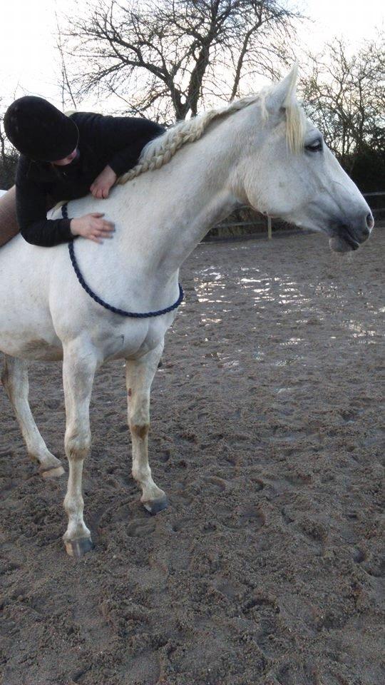 Shagya Araber (SH) Butterhills Khandiz (ejer) billede 7