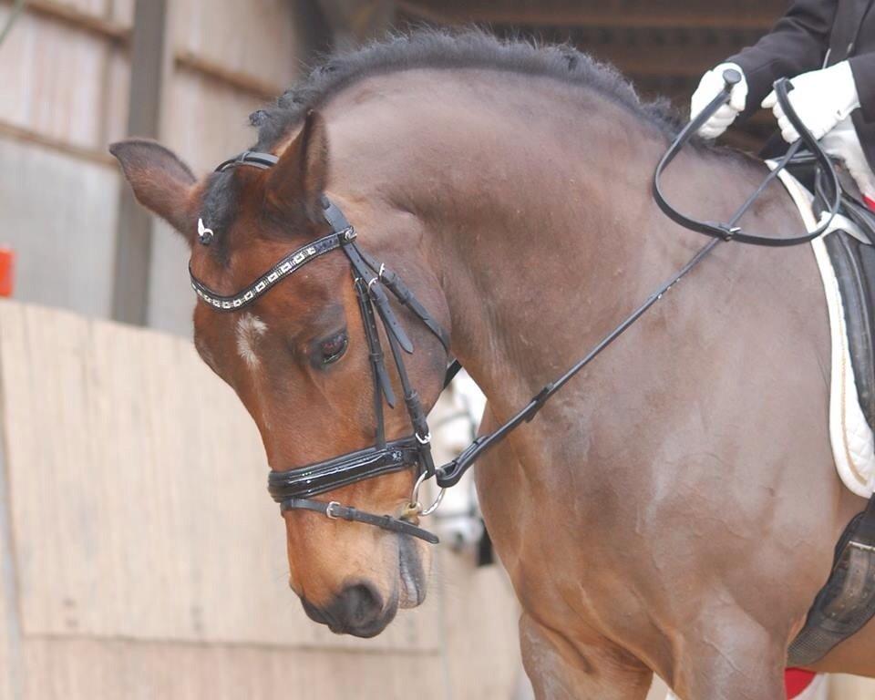 New Forest ORCHID'S PETER PAN  billede 9