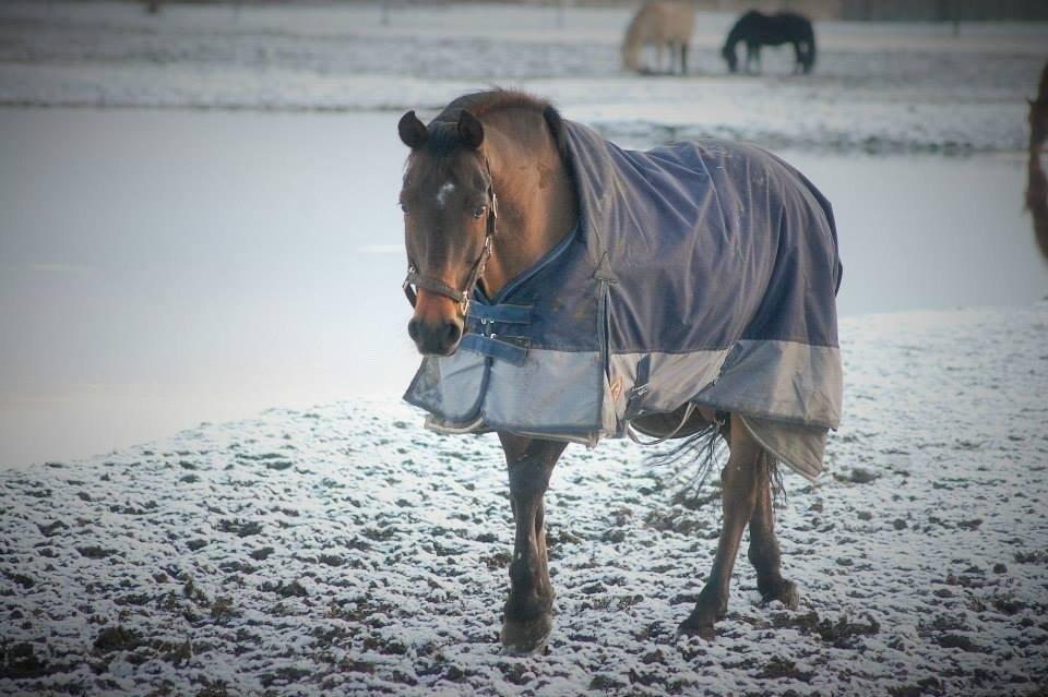 New Forest ORCHID'S PETER PAN  billede 13