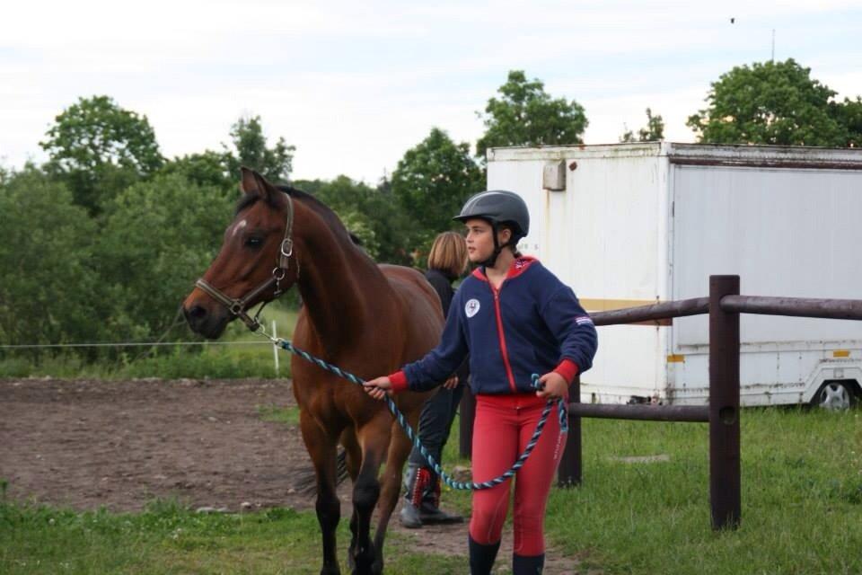 New Forest ORCHID'S PETER PAN  billede 15