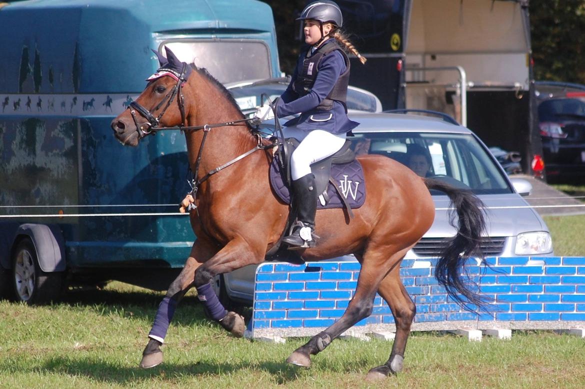 New Forest ORCHID'S PETER PAN  billede 8