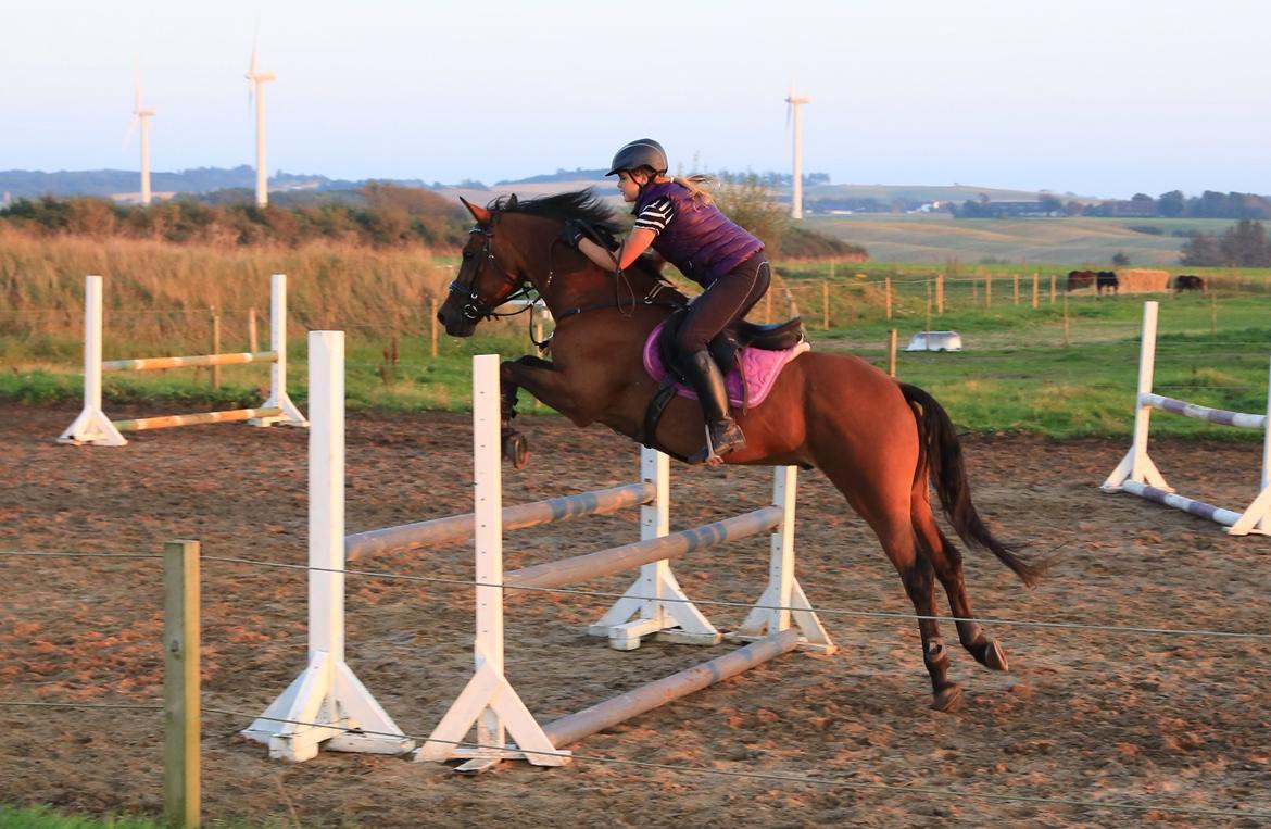 New Forest ORCHID'S PETER PAN  billede 17