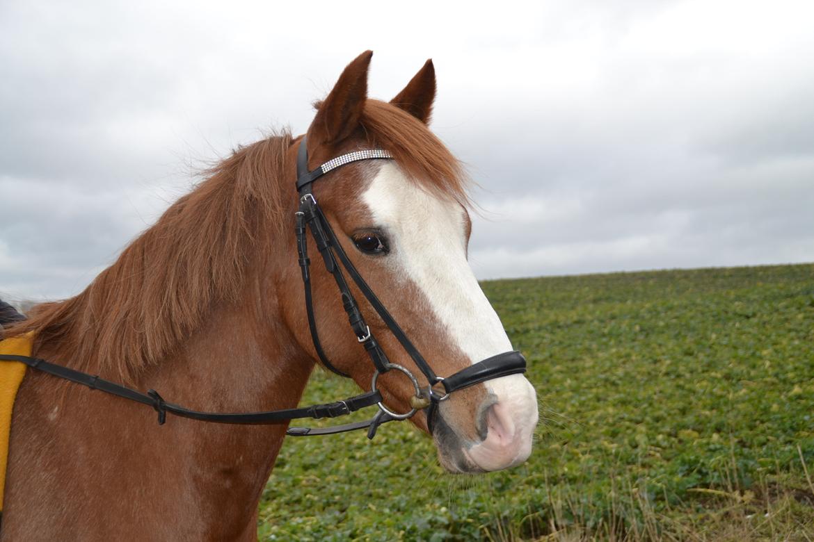 DSP Egegårdens Dacapo billede 7