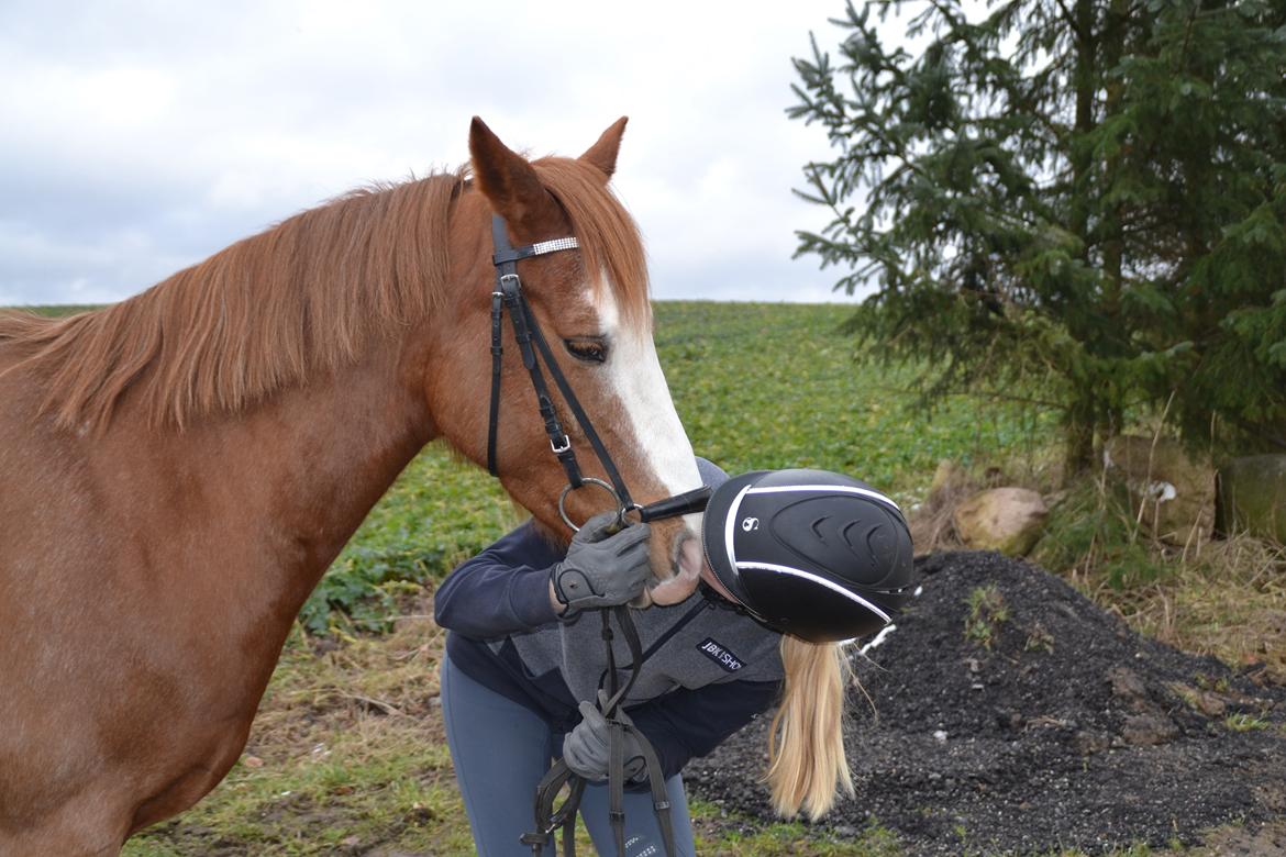 DSP Egegårdens Dacapo billede 14