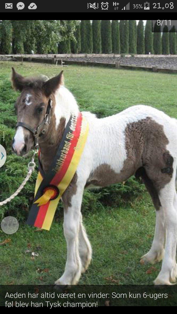 Tinker King Aeden billede 5