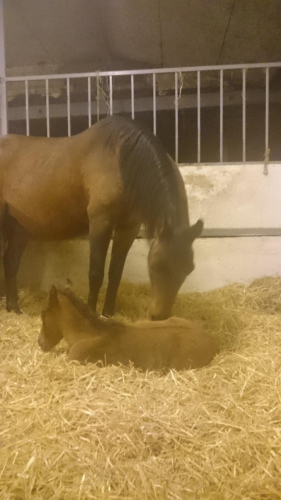 Arabisk fuldblod (OX) E'leganzy OX 6021 *SOLGT* billede 10