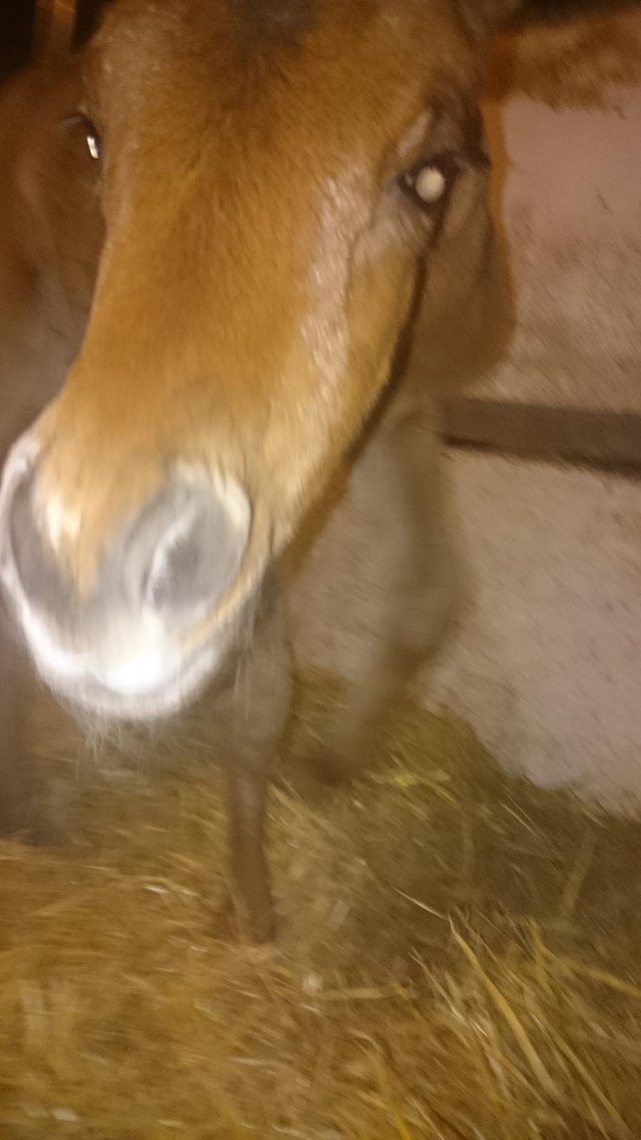 Arabisk fuldblod (OX) E'leganzy OX 6021 *SOLGT* billede 11