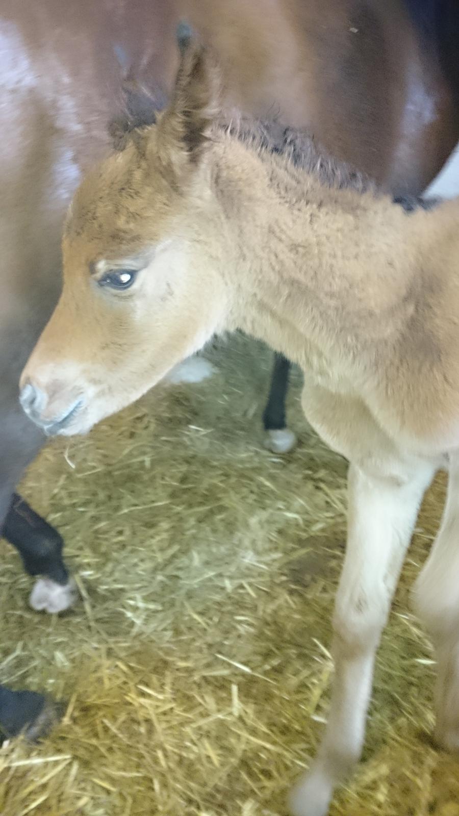 Arabisk fuldblod (OX) E'leganzy OX 6021 *SOLGT* billede 12