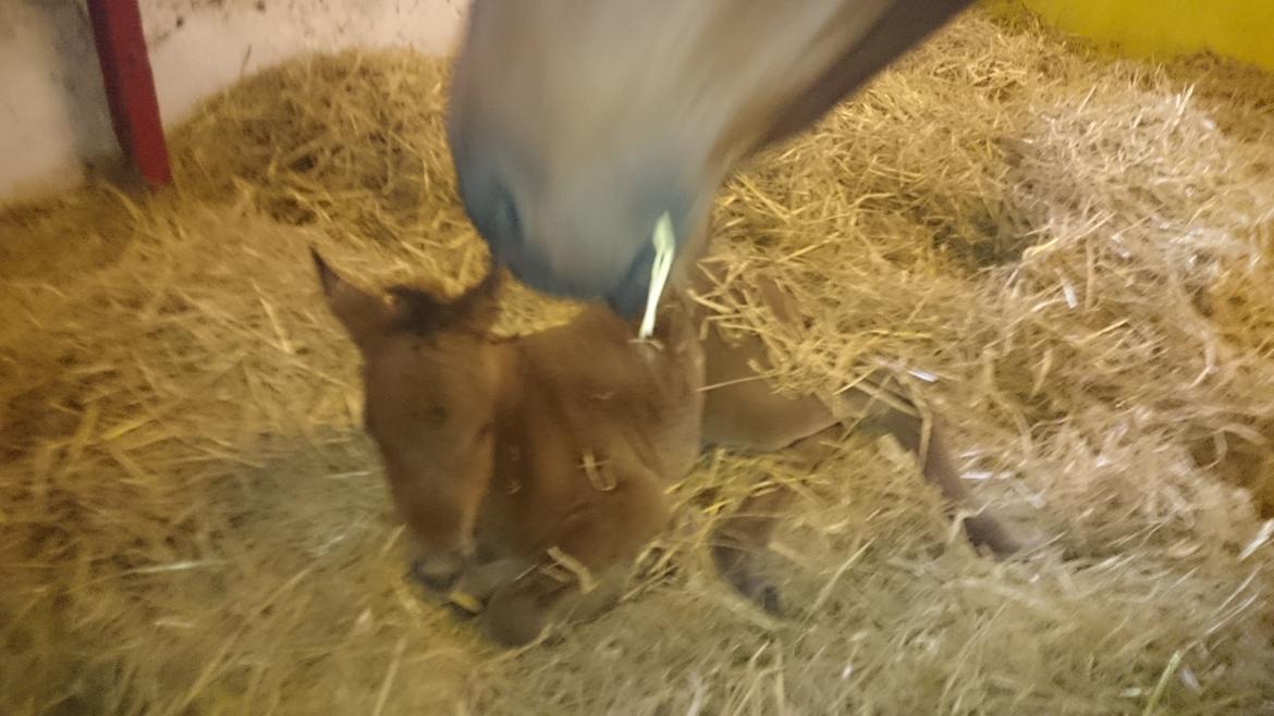 Arabisk fuldblod (OX) E'leganzy OX 6021 *SOLGT* billede 13