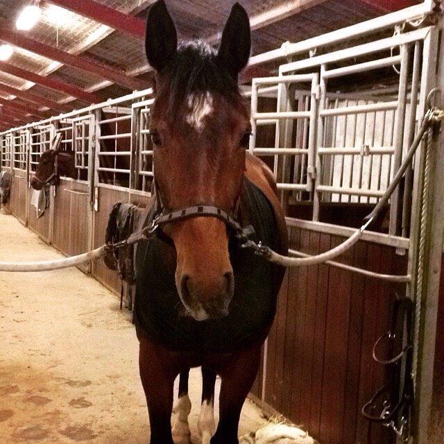 Anden særlig race Stald sofiedahl s ariel z billede 16