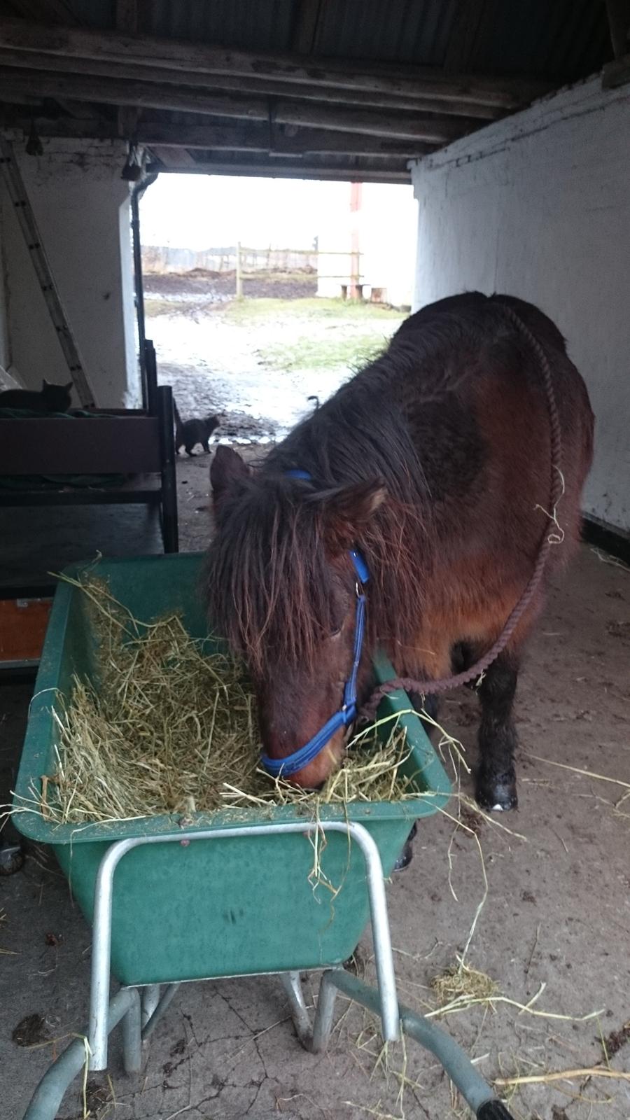 Islænder Vitus fra Mors - ordet høtyv får ny betydning. Han gik ellers og græssede foran stalden,  løs, men så kunne jeg pludselig ikke finde ham.. hmmm han er en 'pony' i sådan situationer.. billede 10