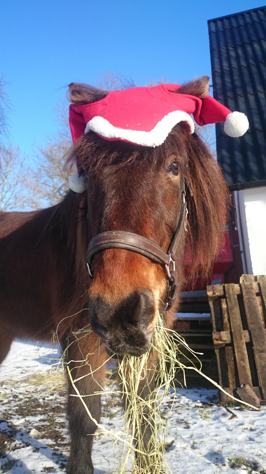 Islænder Vitus fra Mors - billedet er faktisk taget i marts :-D men så var årets julekort jo sikret billede 11