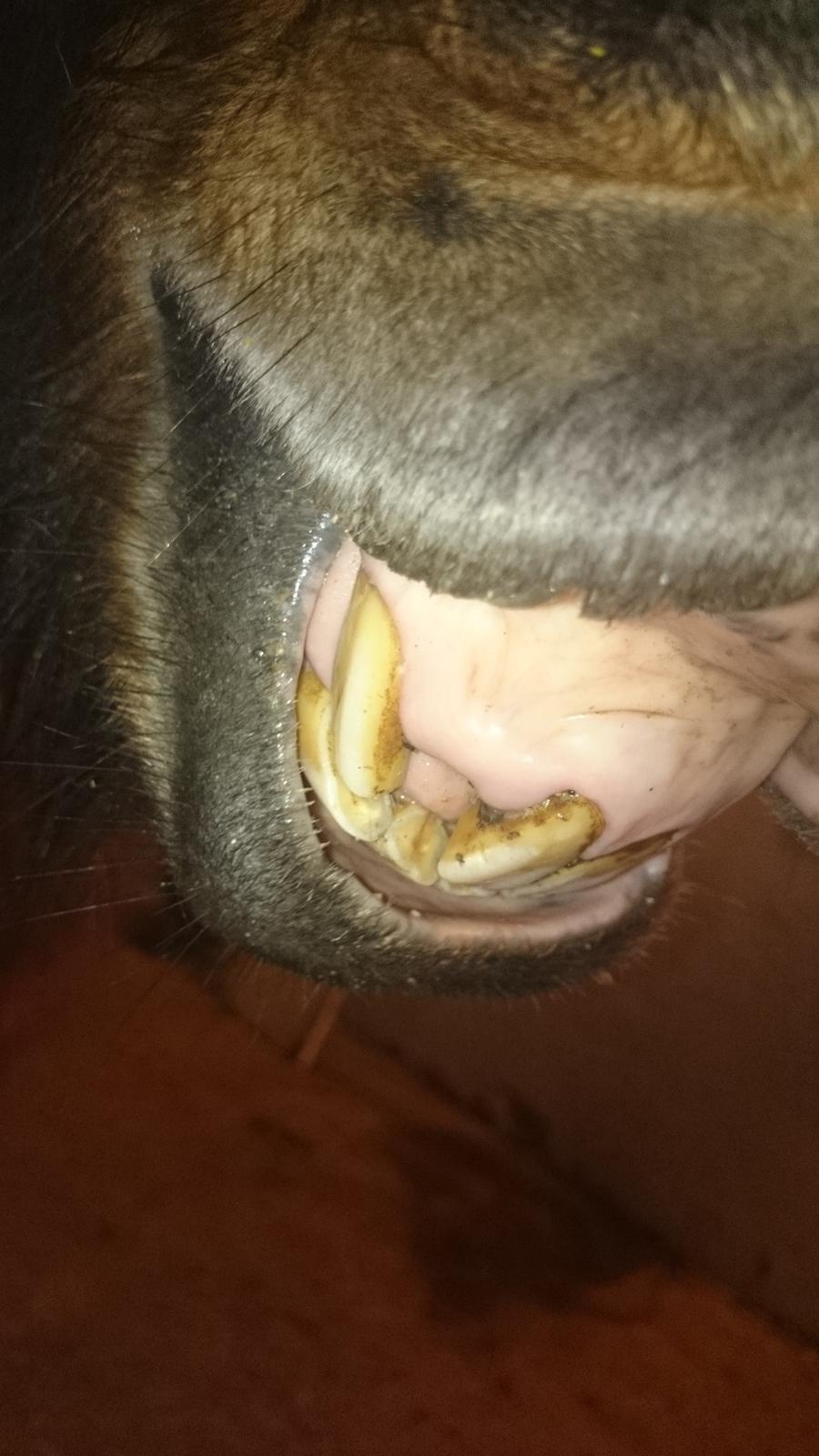 Islænder Vitus fra Mors - efter at den halve fortand er fjernet  billede 12