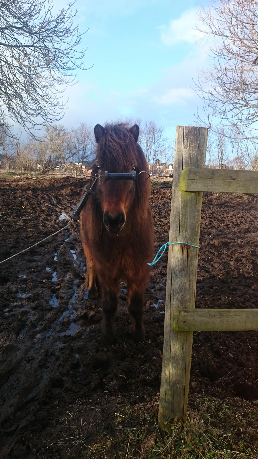 Islænder Vitus fra Mors billede 13