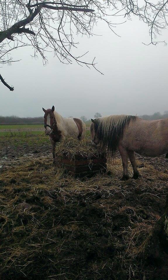Anden særlig race Ramon (Monse) billede 9