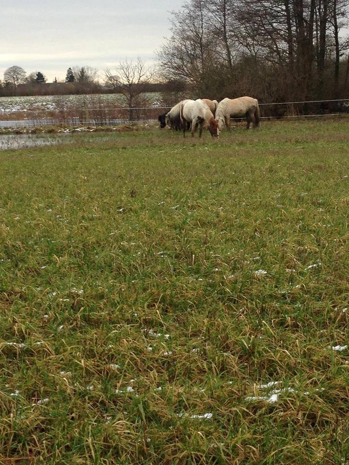 Anden særlig race Ramon (Monse) billede 8