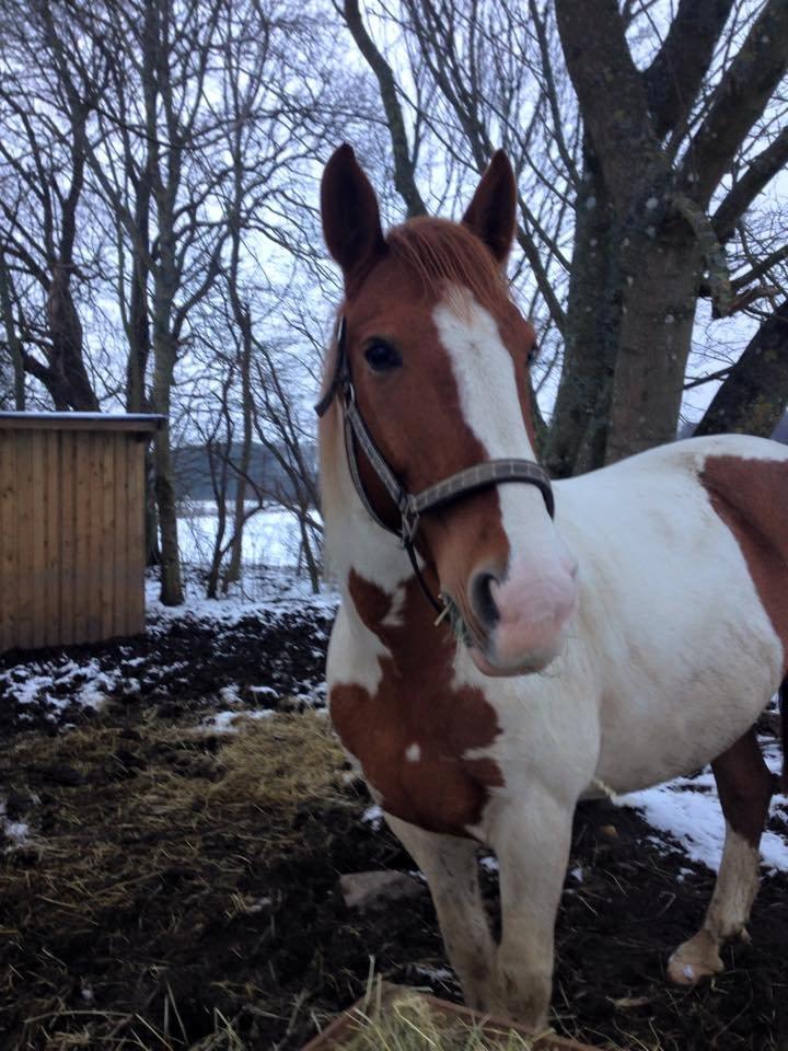 Anden særlig race Ramon (Monse) billede 6