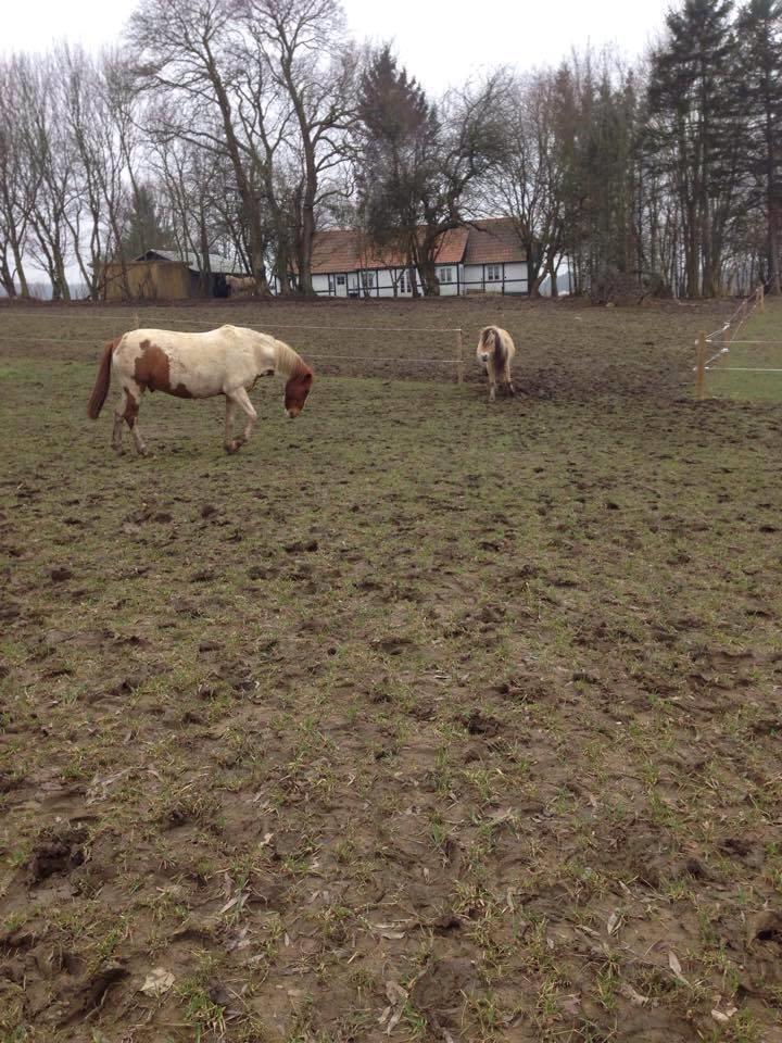 Anden særlig race Ramon (Monse) billede 7