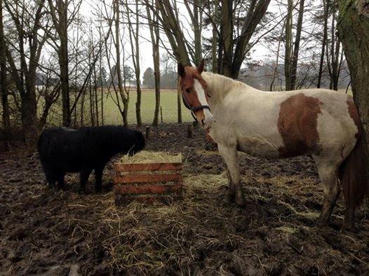 Anden særlig race Ramon (Monse) billede 11
