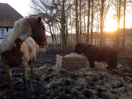 Anden særlig race Ramon (Monse) billede 10