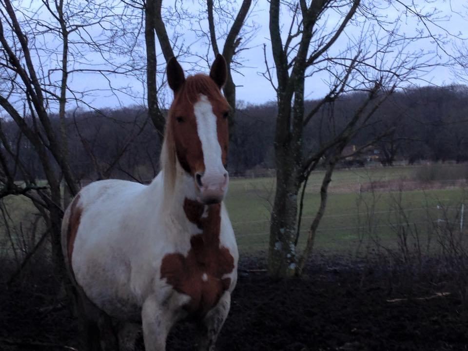 Anden særlig race Ramon (Monse) billede 4