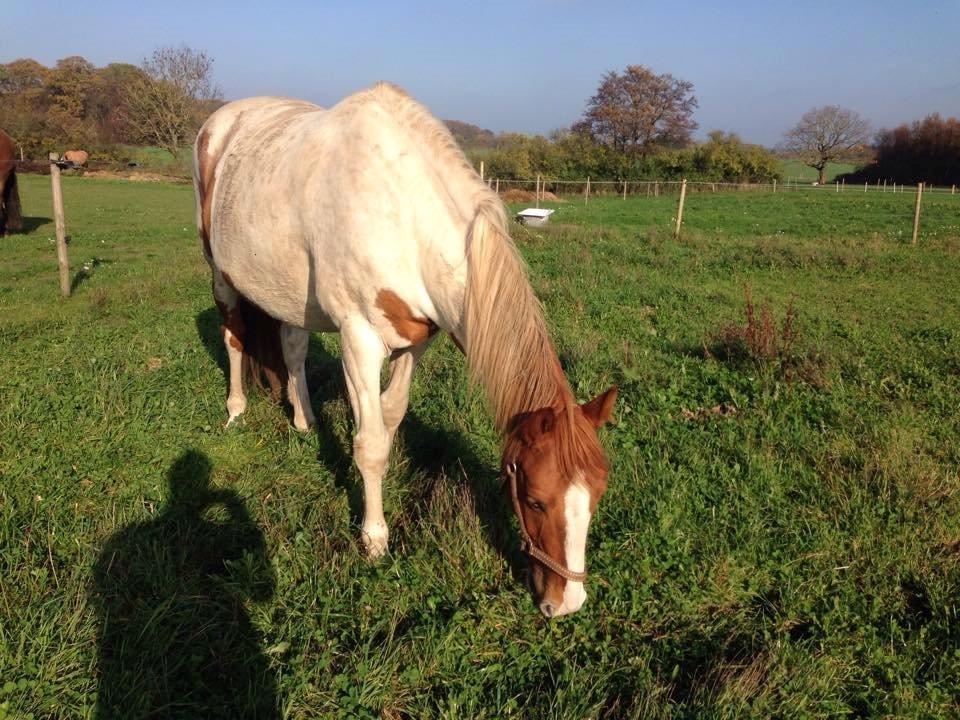 Anden særlig race Ramon (Monse) billede 19