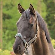 Welsh Partbred (Sec F) Stillebækkens Dayton