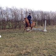 Dansk Varmblod Søndermarkens Malica