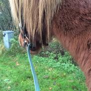 Islænder Fagur fra Holmgaard