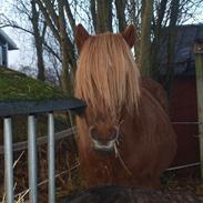 Islænder Fagur fra Holmgaard