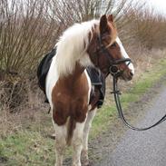 Pinto Pinto Blade (tidl part)