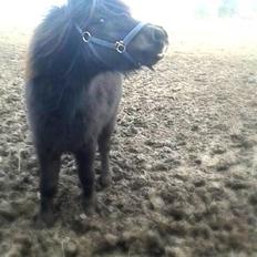 Shetlænder Ferdinant