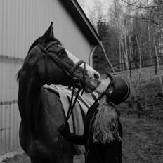 Dansk Varmblod Karisma Kildemark