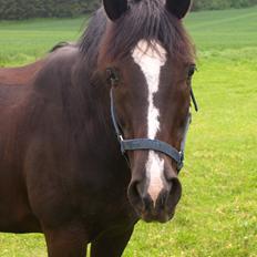 Dansk Varmblod Grøntoft's Ladakh