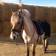 Fjordhest Julie (halvpart)