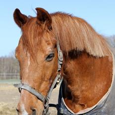 Anden særlig race Axel