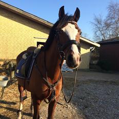 Welsh Partbred (Sec F) Katrinebjergs Dirty Dancer