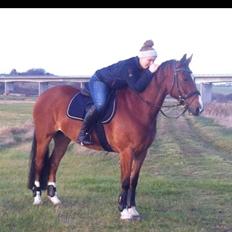 Welsh Cob (sec D) Tireve Bossman 