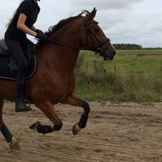 Welsh Cob (sec D) Tireve Bossman 