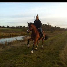 Welsh Cob (sec D) Tireve Bossman 