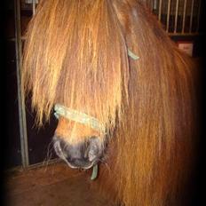 Islænder Freyja bjørnholm