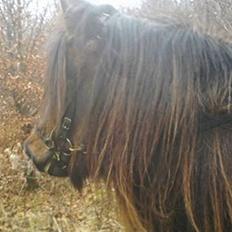 Islænder Freyja bjørnholm