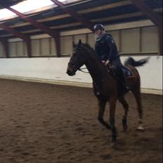 Dansk Varmblod Tirs camus